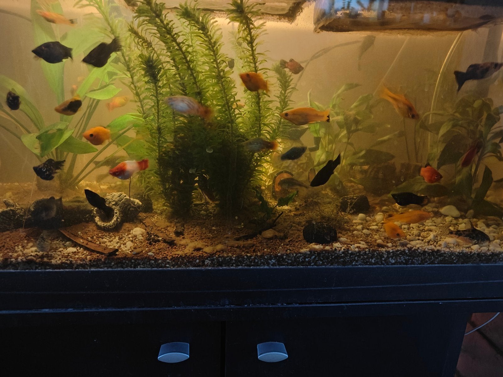 Gratis 32 molly's en 4 platy's