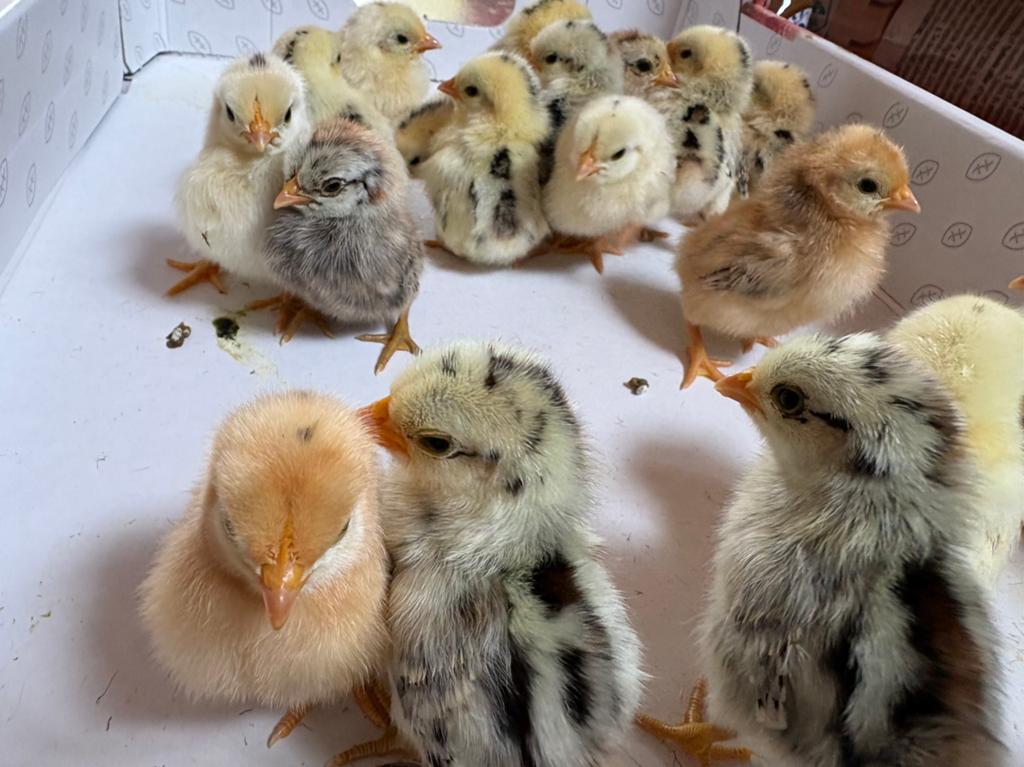 Serama kuikens 3+1 gratis, Dieren en Toebehoren, Pluimvee, Geslacht onbekend, Kip