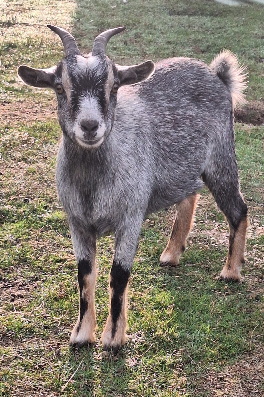 heel mooi dwerggeit mieke blauwschimmel en tan, Dieren en Toebehoren, Vrouwelijk, Geit, 0 tot 2 jaar