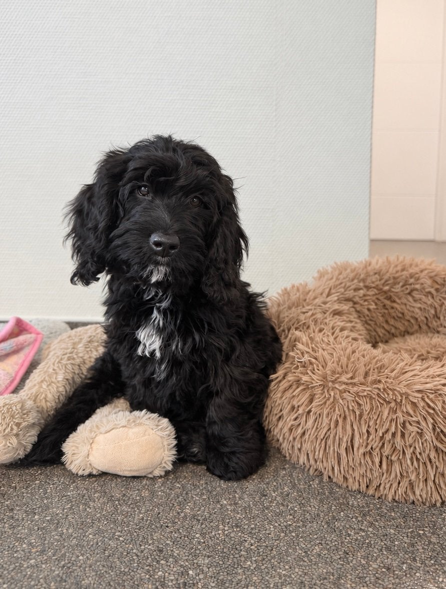 Knappe cockapoo pups uit geteste ouders, Dieren en Toebehoren, Poedel, België, CDV (hondenziekte), 8 tot 15 weken