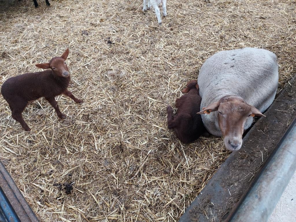 Schapen, Plusieurs animaux, Mouton