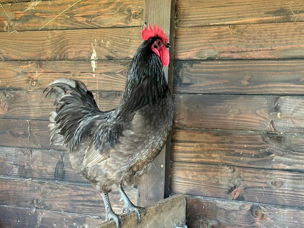 Australorp haan 1 jaar, Dieren en Toebehoren, Pluimvee