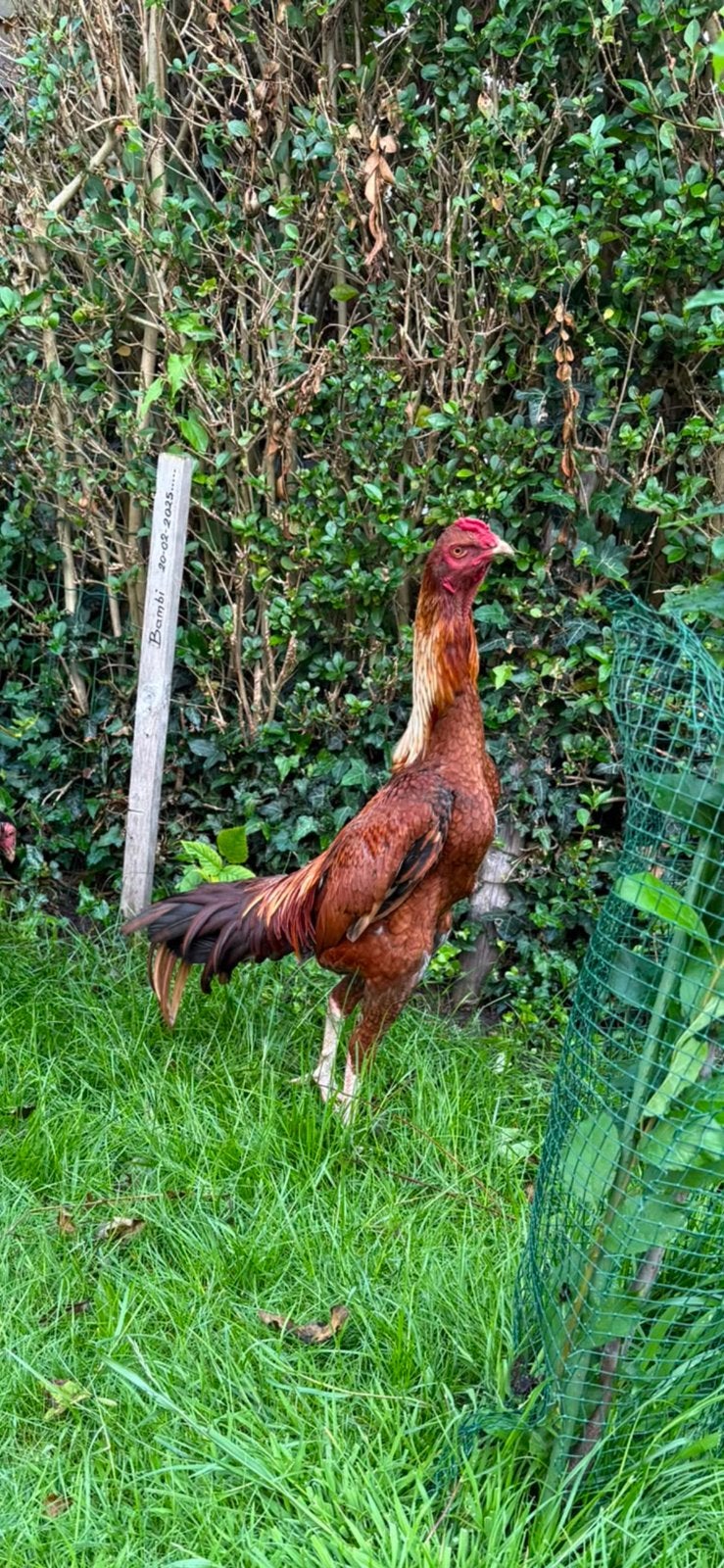 Mooie vecht haan, Dieren en Toebehoren, Kip