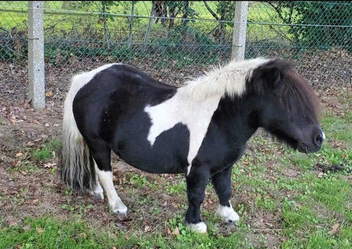 Leuke lieve kinderpony shetlander, Ruin, A pony (tot 1.17m), 7 tot 10 jaar, Recreatiepony