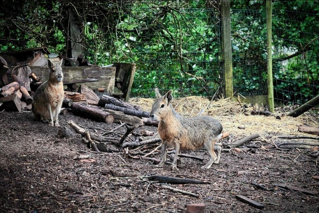 Mara mannetjes, rustige dieren, Dieren en Toebehoren, Knaagdieren, Februari