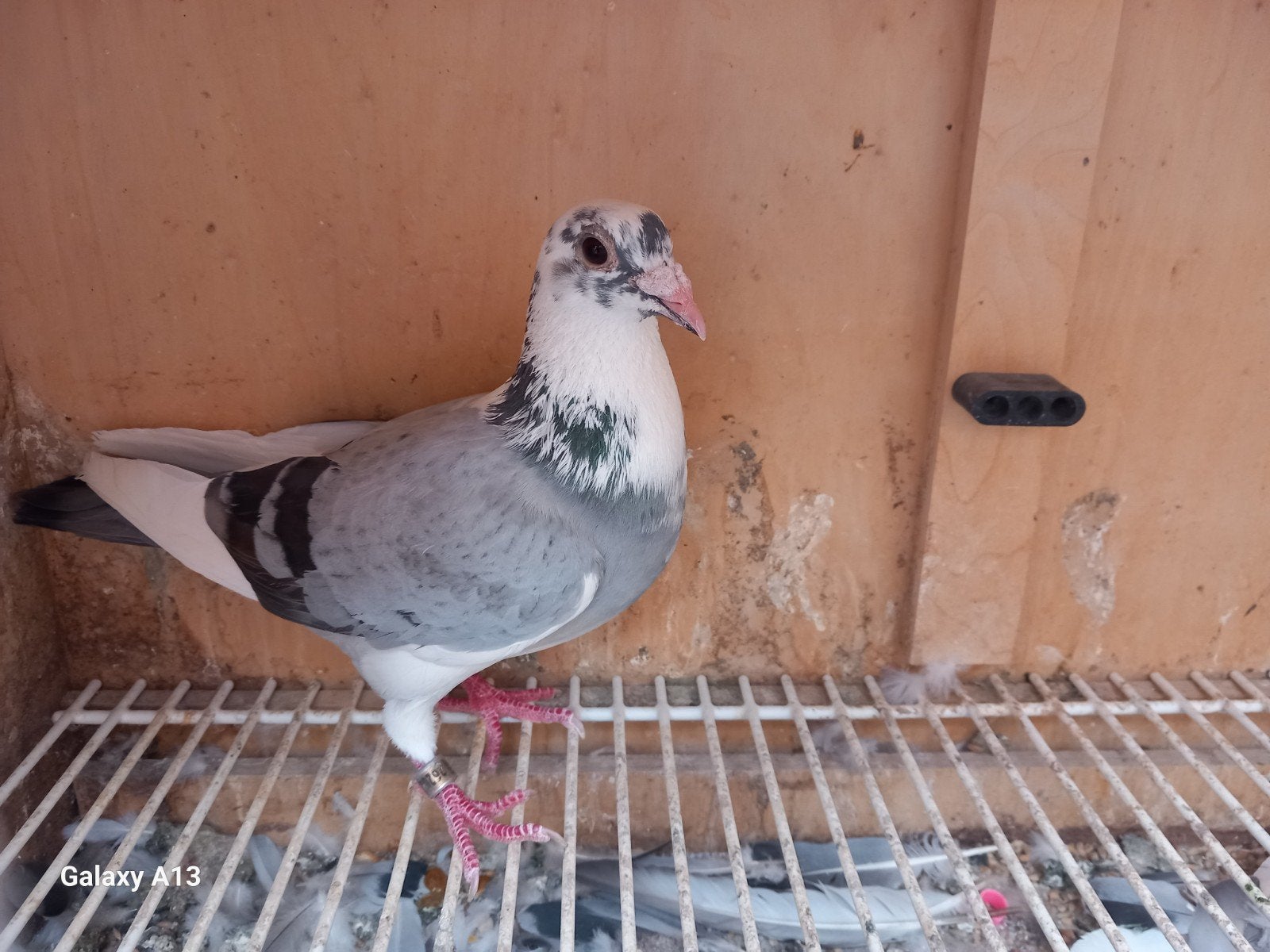 vitesse kweekduiver, Dieren en Toebehoren, Mannelijk, Postduif