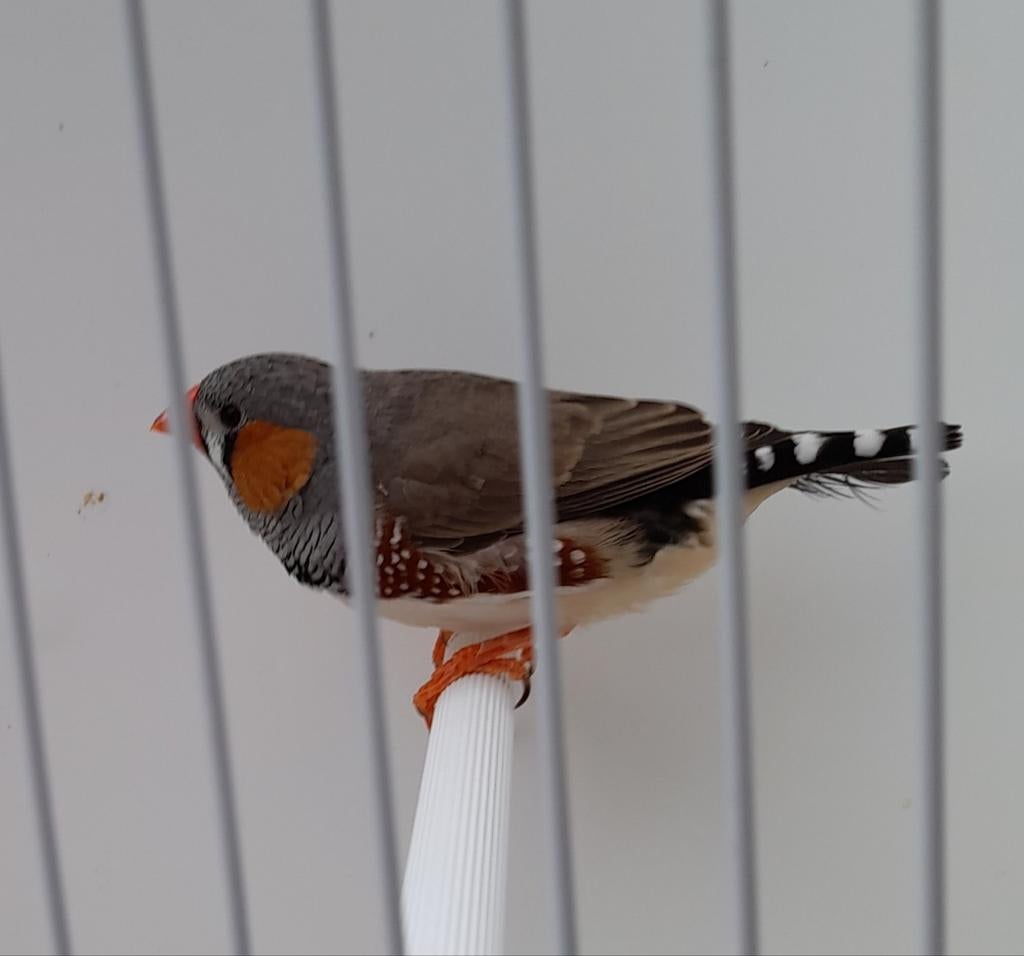 Zebravink Grijze Wildkleur - Man 2026, Dieren en Toebehoren, Vogels | Overige Vogels, Mannelijk
