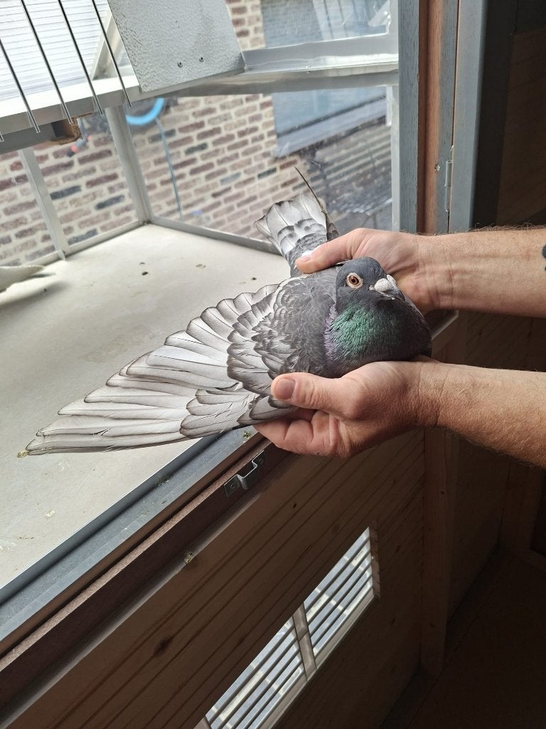 duiver, Dieren en Toebehoren, Mannelijk, Postduif