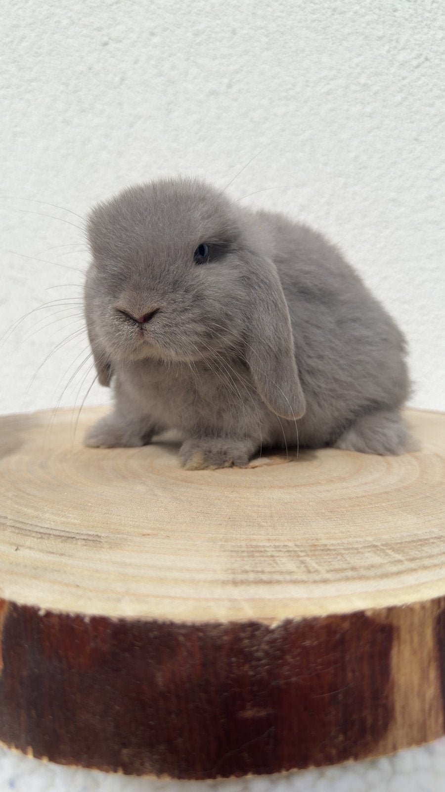 Jonge Minilop voedster handtam, Femelle, Nain, Oreilles tombantes, 0 à 2 ans