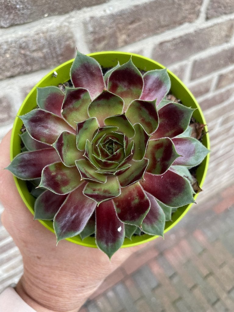 Sempervivum Gold Nugget, Jardin & Terrasse, Enlèvement, Plante fixe, Couvre-sol, Plein soleil