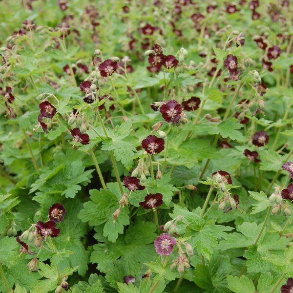 Geranium phaeum, Enlèvement ou Envoi, Printemps, Couvre-sol, Plante fixe