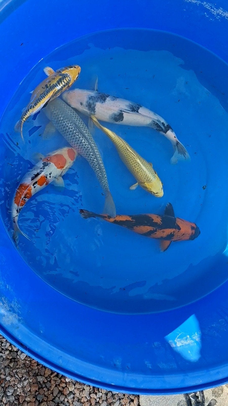 Japanse koi hi utsuri, Dieren en Toebehoren, Vissen | Vijvervissen, Karper of Koi