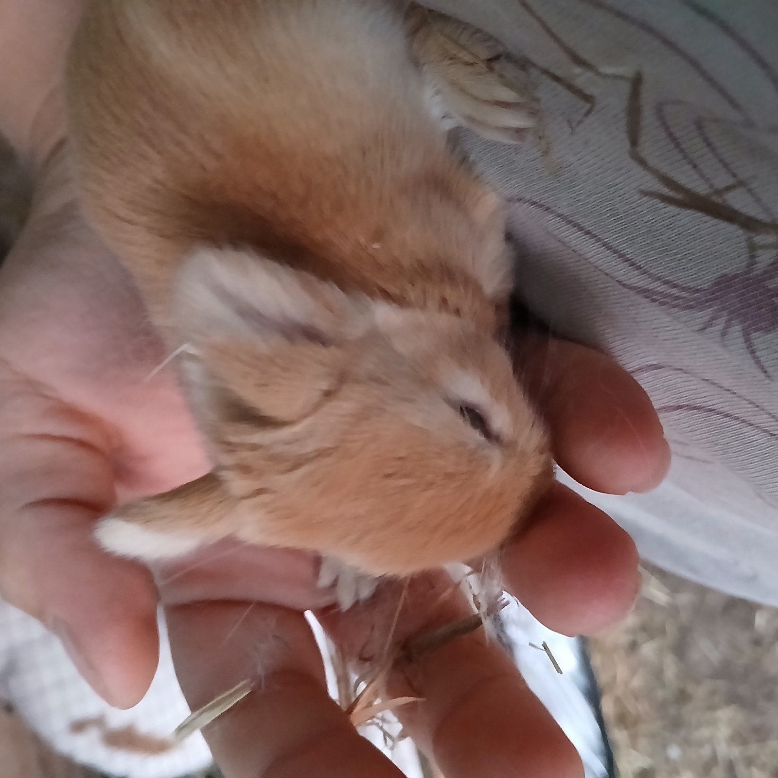 5 bebe lapin