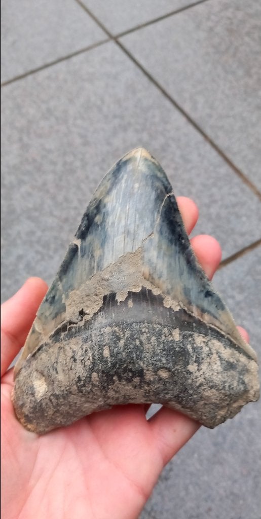 Fossiles de 13 cm avec une dent de requin de Big Megalodon, Enlèvement ou Envoi, Fossile
