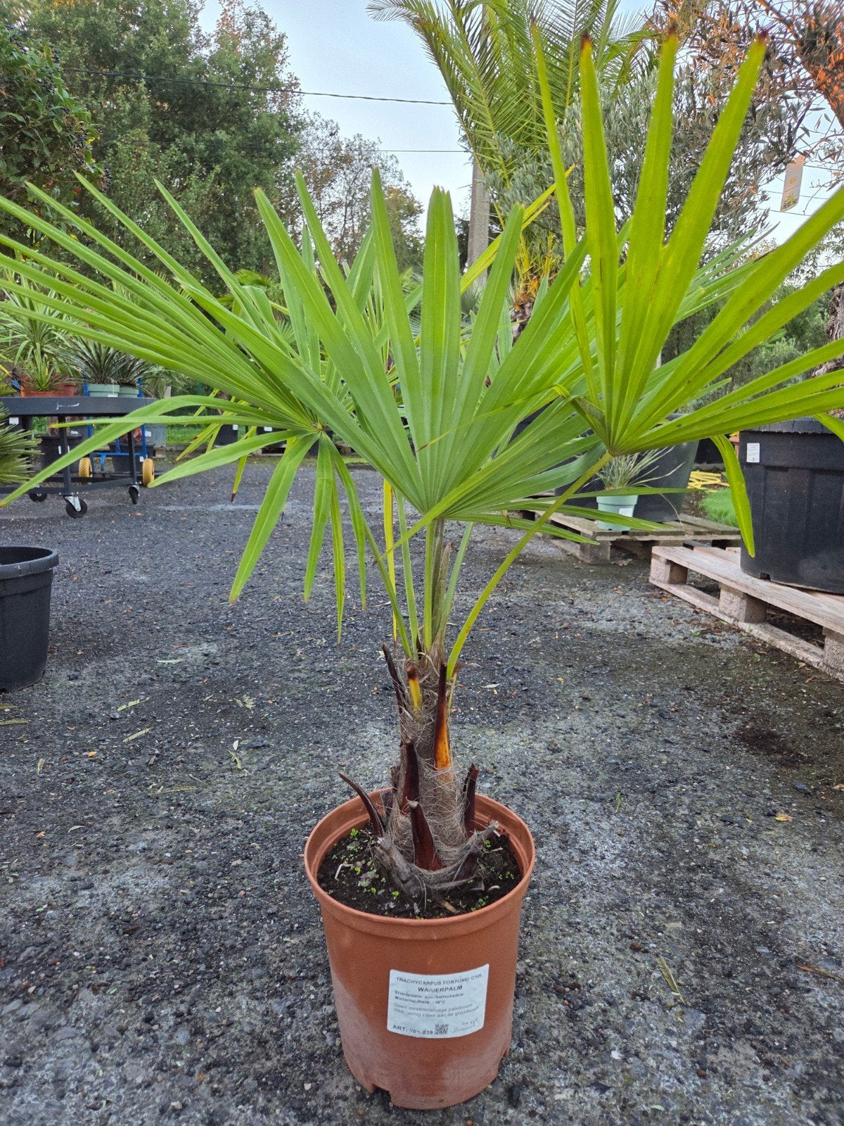 Winterharde palmboom Trachycarpus Fortunei, Tuin en Terras, Ophalen, Halfschaduw