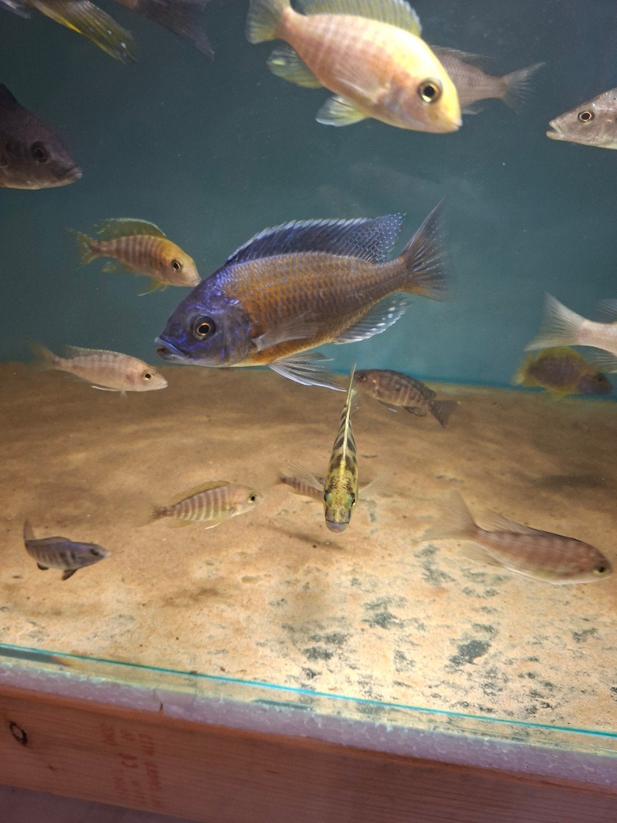 Cichlides malawi copadichromis borely
