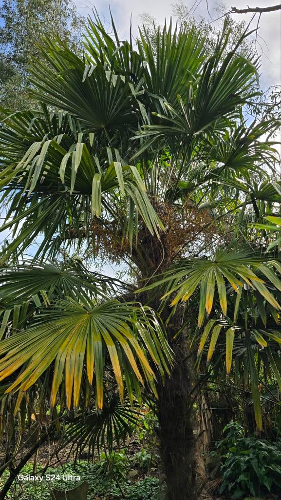 Zaailingen Trachycarpus Fortunei, Tuin en Terras, Planten | Bomen, Ophalen of Verzenden