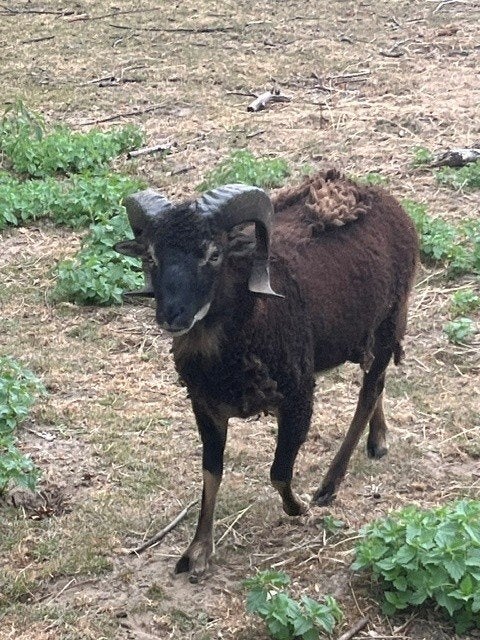 Ram Soay schaap, April, Mannelijk