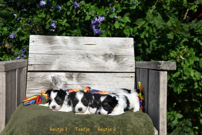 Prachtige Biewer Terriër pupjes, Dieren en Toebehoren, België, 8 tot 15 weken, Meerdere, Meerdere dieren