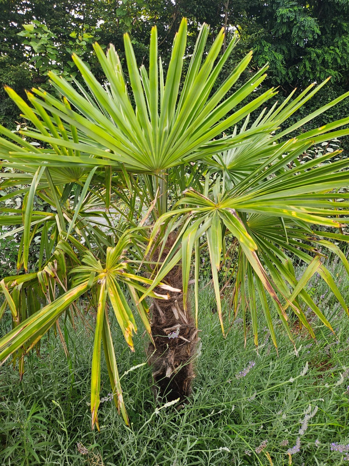 palmboom, Ophalen