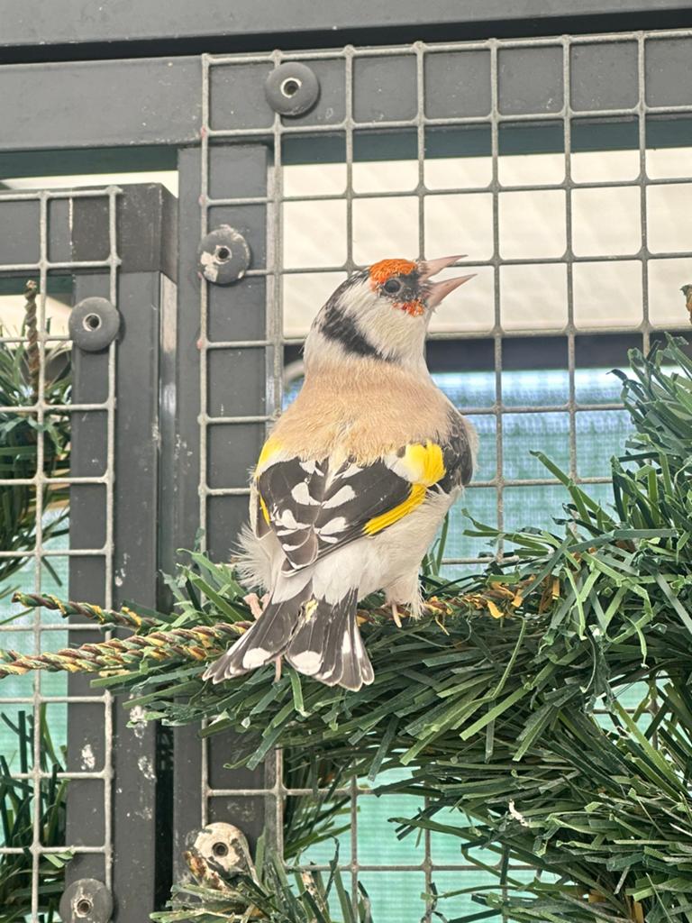 Femelle chardonneret eumo gorge blanche 2024, Animaux & Accessoires, Oiseaux | Oiseaux Autre, Femelle, Oiseau chanteur sauvage