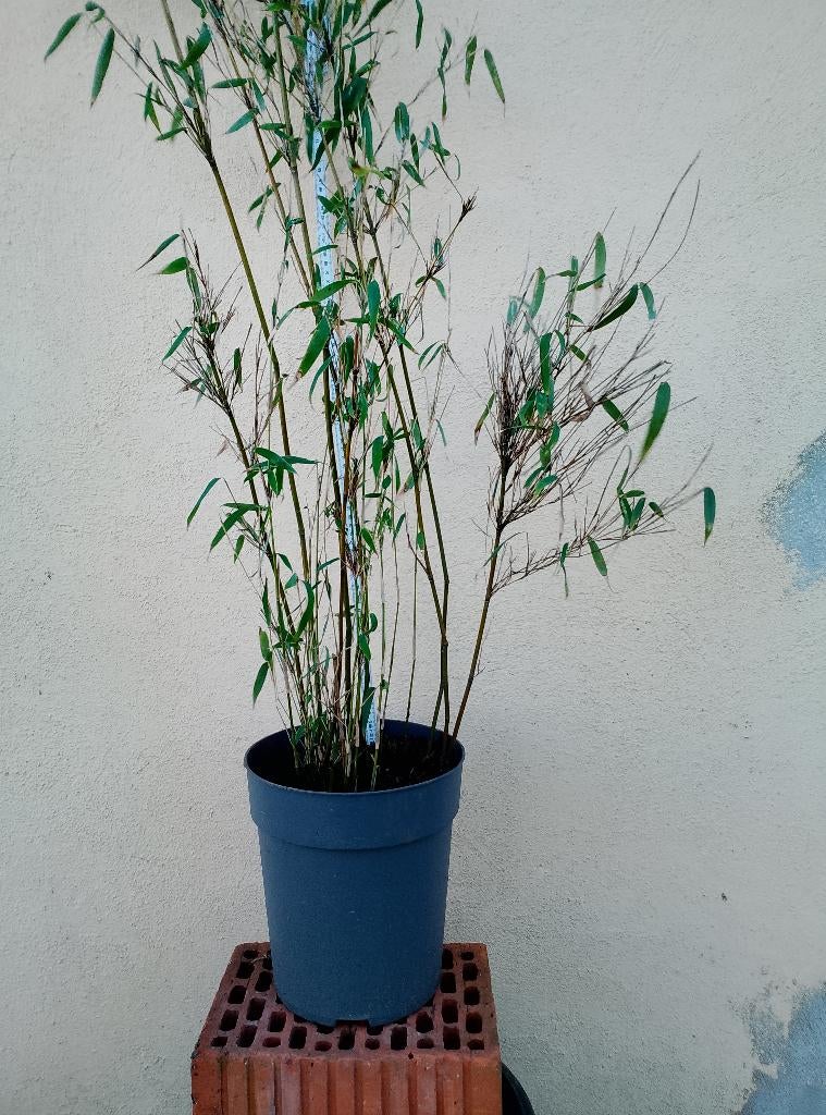 Prachtige Bamboe (Niet-woekerend!) 10+1 gratis, Jardin & Terrasse, Plantes | Arbustes & Haies, Haie, Bambou, 100 à 250 cm, Enlèvement