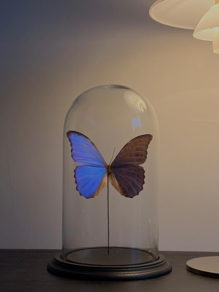Blauwe vlinder in stolp – Animaux Spéciaux, Enlèvement, Comme neuf
