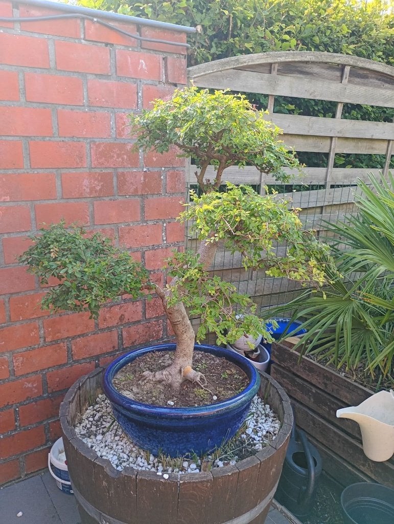 Bonsai, Jardin & Terrasse, Enlèvement, En pot, Autres espèces, Moins de 100 cm