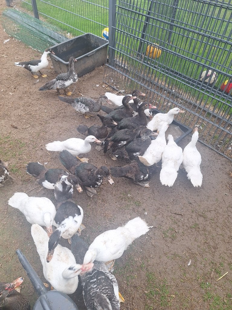 Barberies, Meerdere dieren, Eend