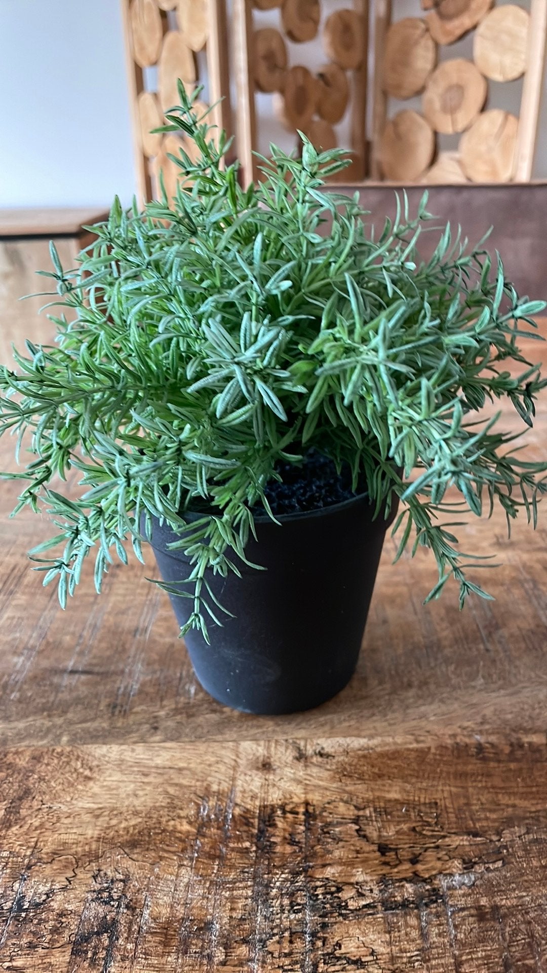 Plante ornementale, Enlèvement, Neuf, Vert