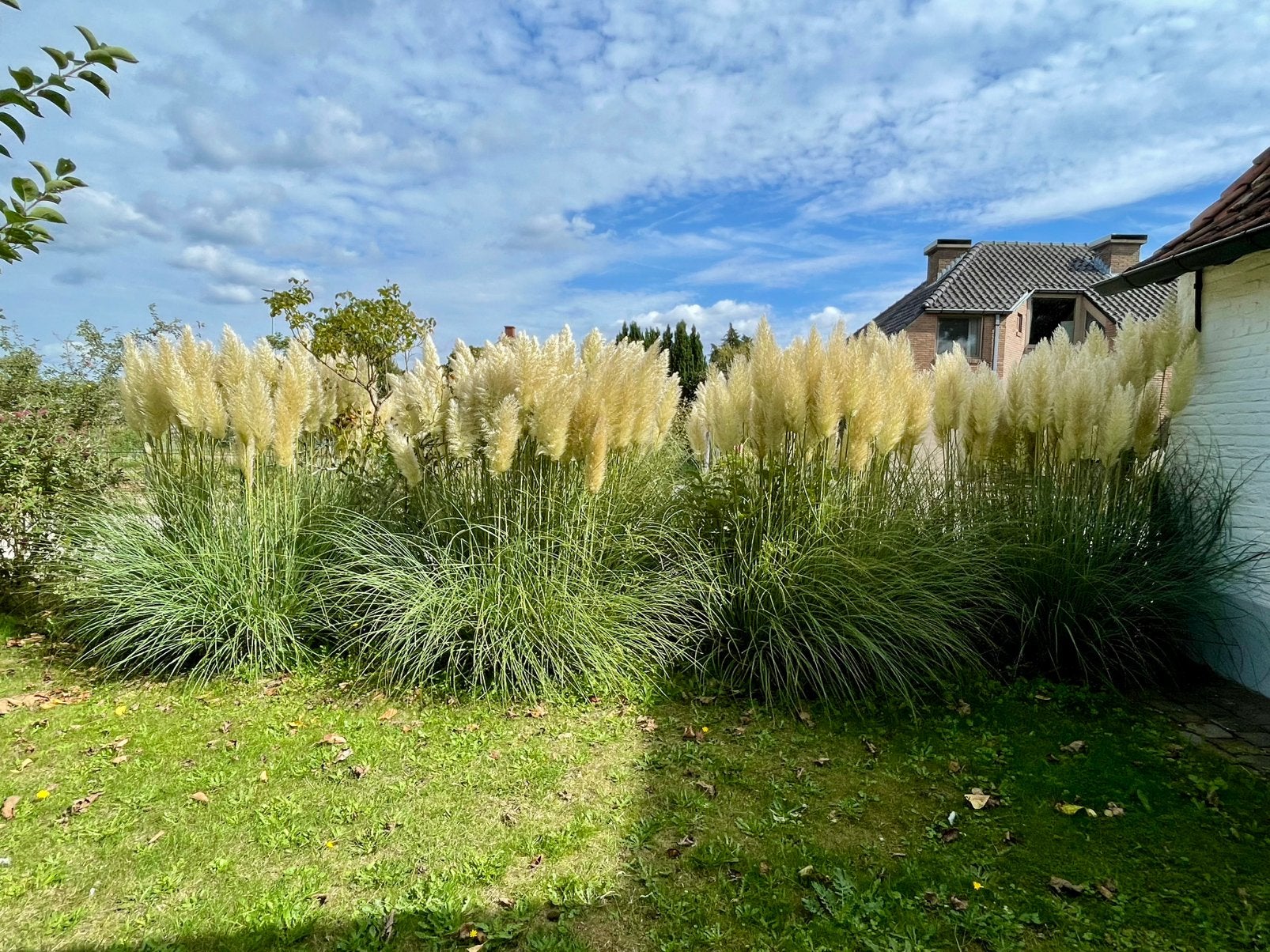Herbes de pampa à vendre, Jardin & Terrasse, Enlèvement, Plante fixe, Graminées ornementales