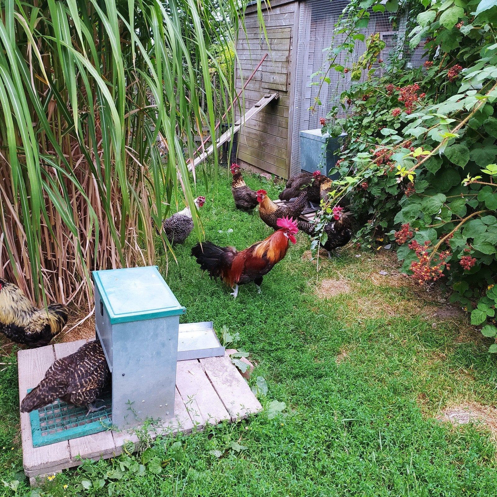 Zottegems hoen: haan of hen: 5 euro per stuk, Poule ou poulet