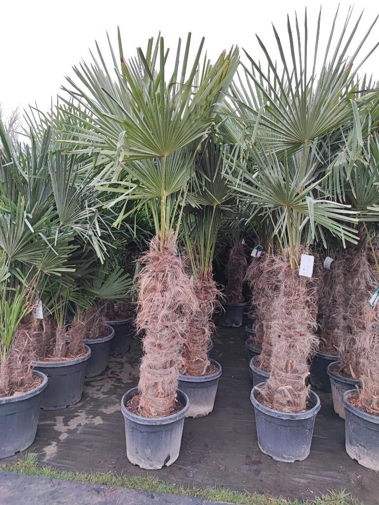 Trachycarpus fortunei winterharde palmboom, Tuin en Terras, Planten | Bomen, Halfschaduw, Lente, 100 tot 250 cm, Palmboom