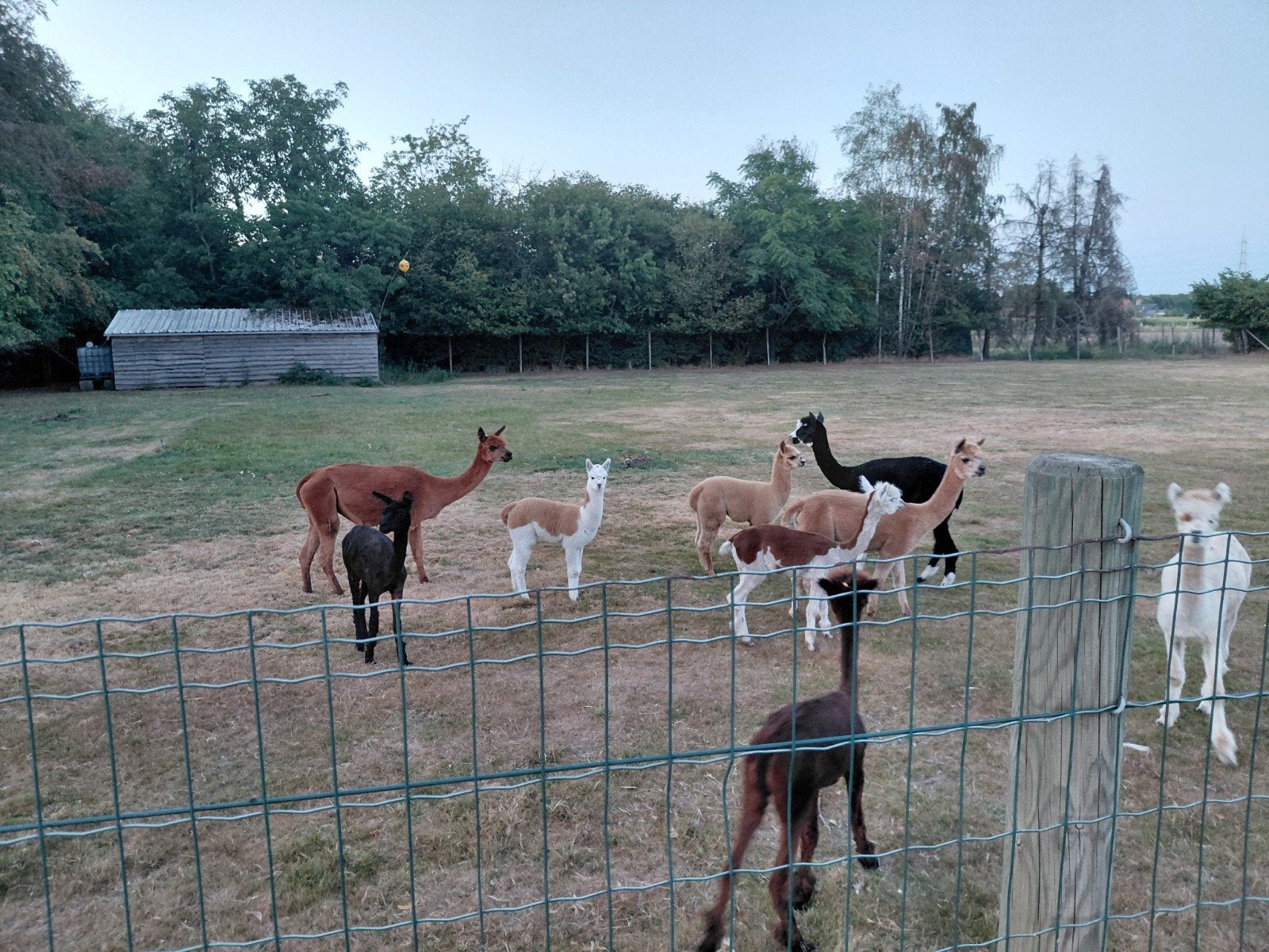prachtige alpaca merrie veulens, Dieren en Toebehoren, Merrie, Ontwormd, 0 tot 2 jaar
