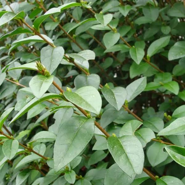 Ligustrum, Enlèvement