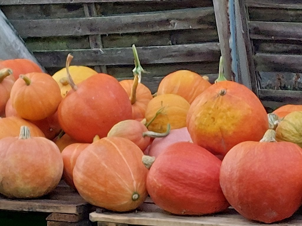 Pompoenen te koop, Diversen, Ophalen of Verzenden