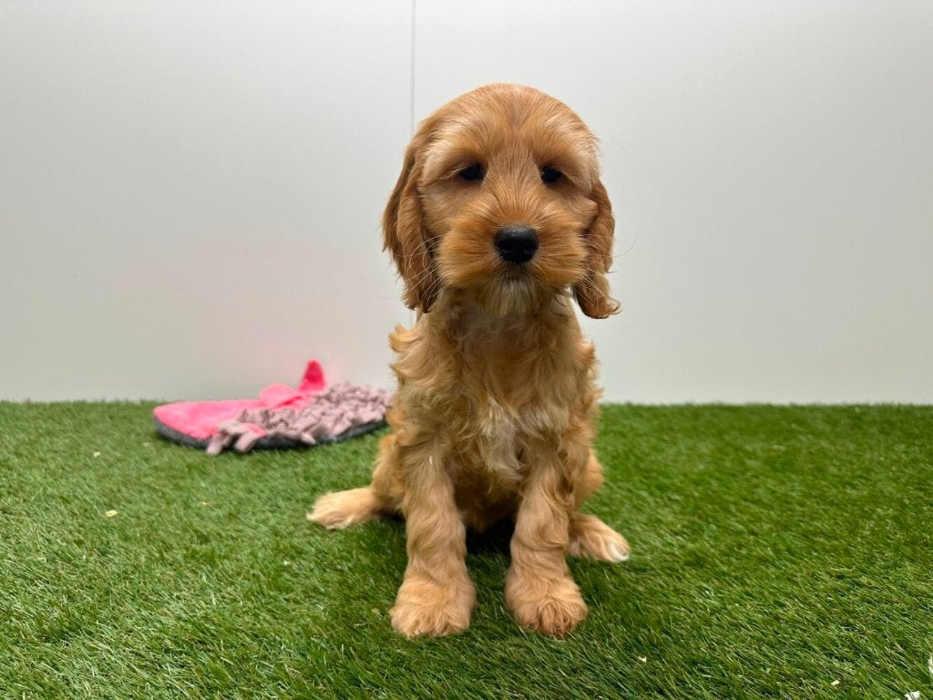 Nestje Cockapoo pups 1, Dieren en Toebehoren, Honden | Niet-rashonden, Teef, Fokker | Professioneel, Eén hond, België, 8 tot 15 weken