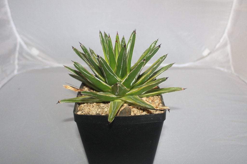 agave vic reg variegated, Maison & Meubles, Plante succulente, Moins de 100 cm, Plante verte, Plein soleil