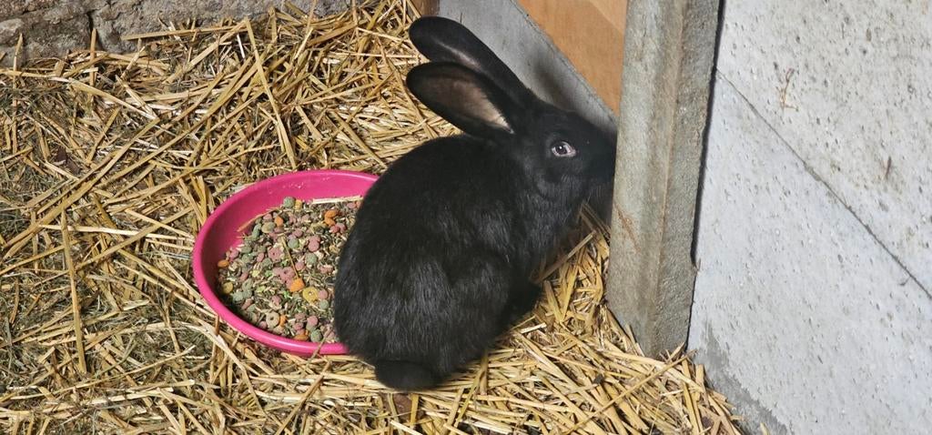 2 autres géants flamands disponibles., Mâle, Grand, 0 à 2 ans