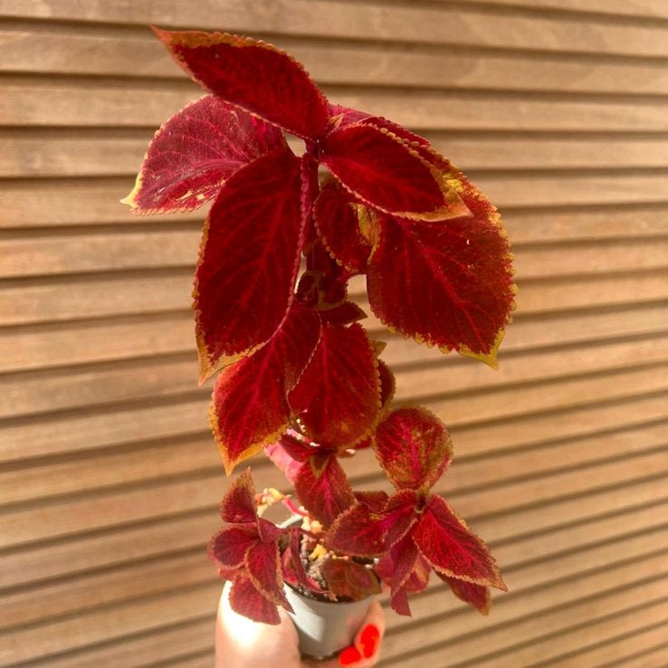Coleus / siernetel Red Velvet, Enlèvement ou Envoi