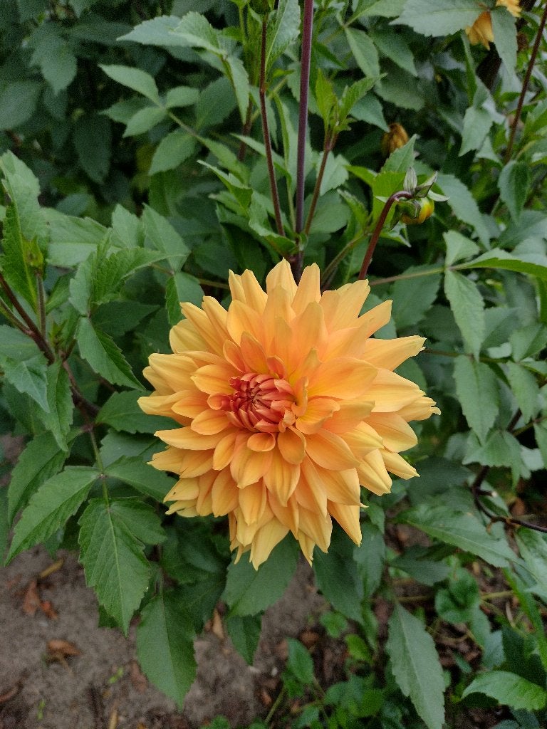 dalia, Ophalen, Voorjaar, Volle zon, Knol