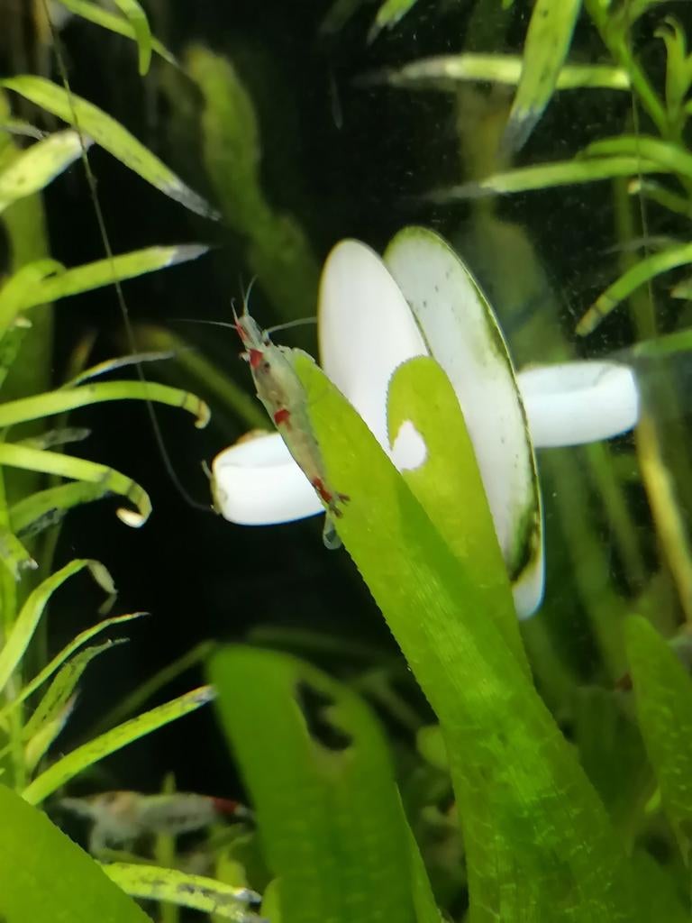 Neocaridina Wildkleur garnalen, Homard, Crabe ou Crevette, Poisson d'eau douce, Banc de poissons