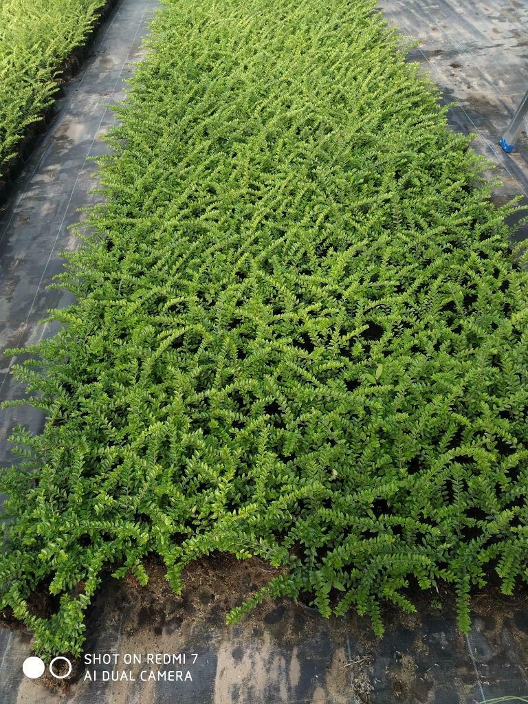 lonicera nitida maigrun, Ophalen, Minder dan 100 cm