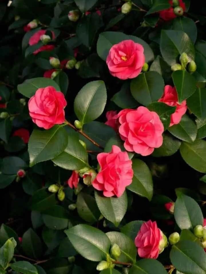 Camelia, Tuin en Terras, Ophalen