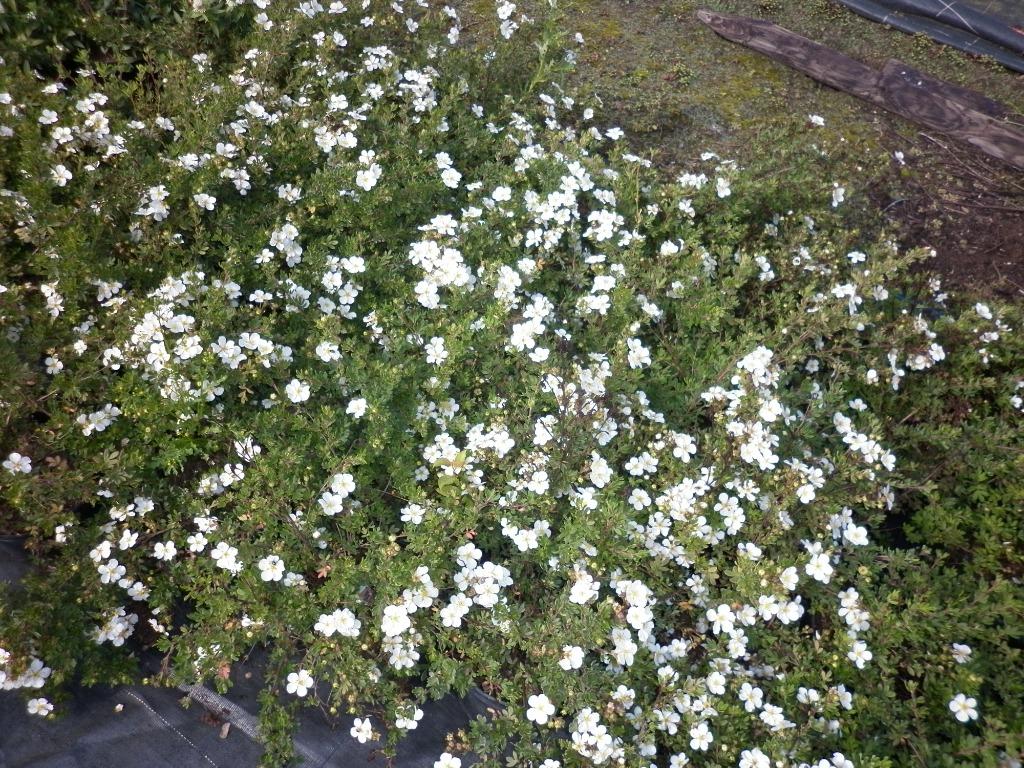 pottentilia frut. abbotswood, Tuin en Terras, Ophalen, Overige soorten, Struik, Minder dan 100 cm
