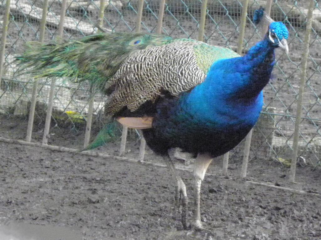 Blauwe pauw te koop (geboren: 2023), Dieren en Toebehoren, Pluimvee, Overige soorten, Mannelijk