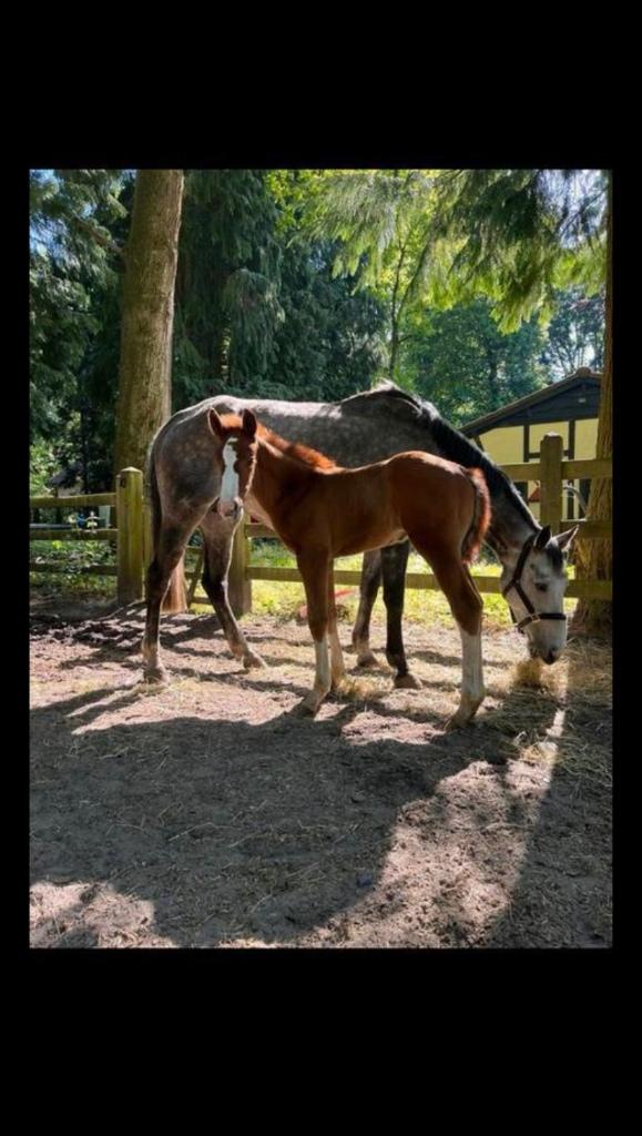 Fokmerries / draagmerries te koop, Dieren en Toebehoren, Merrie, Springpaard, Met stamboom, Niet van toepassing