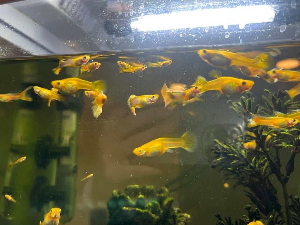 Baby guppy’s te koop, Dieren en Toebehoren, Vis