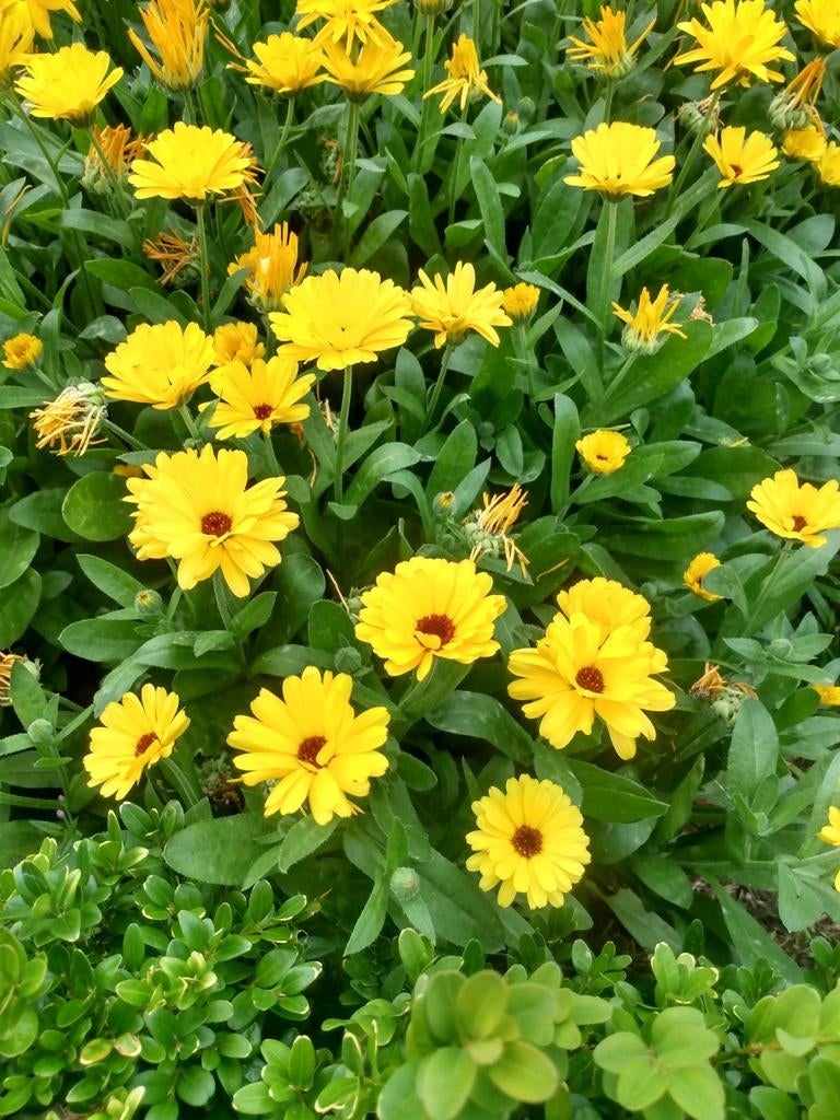 Fleurs dorées, Enlèvement