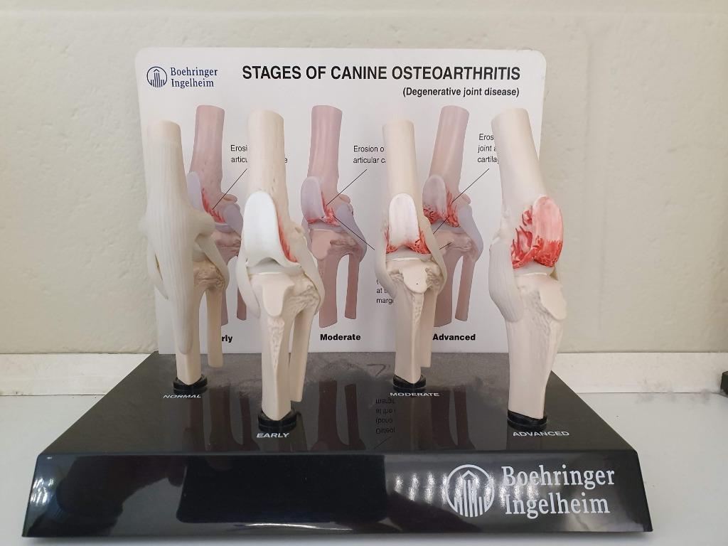 Anatomisch modellen knie hond, Enlèvement, Neuf